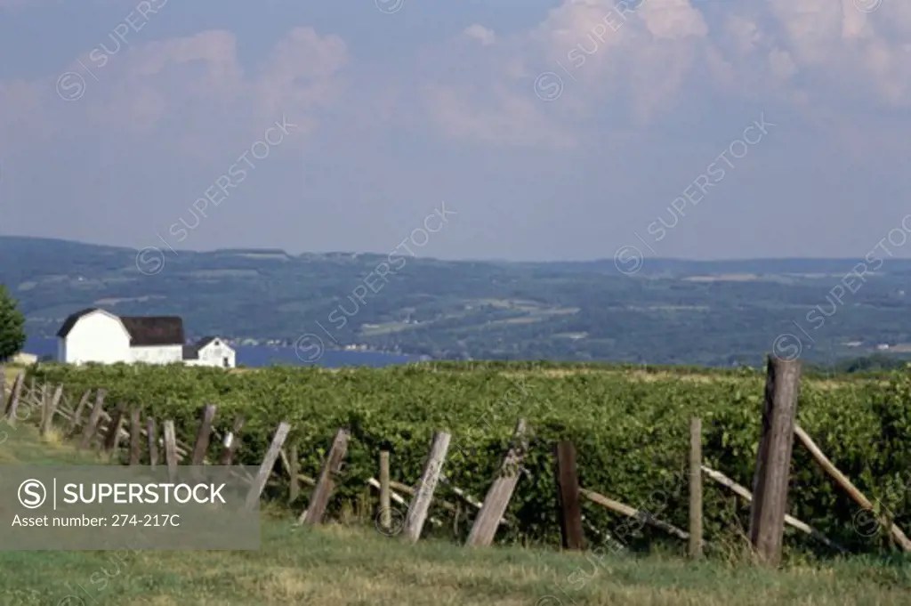 Vineyard near a lake, Keuka Lake, Pulteney, New York, USA SuperStock