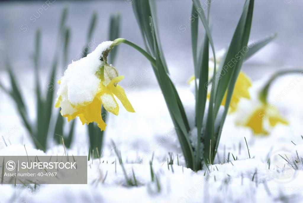 Daffodils SuperStock