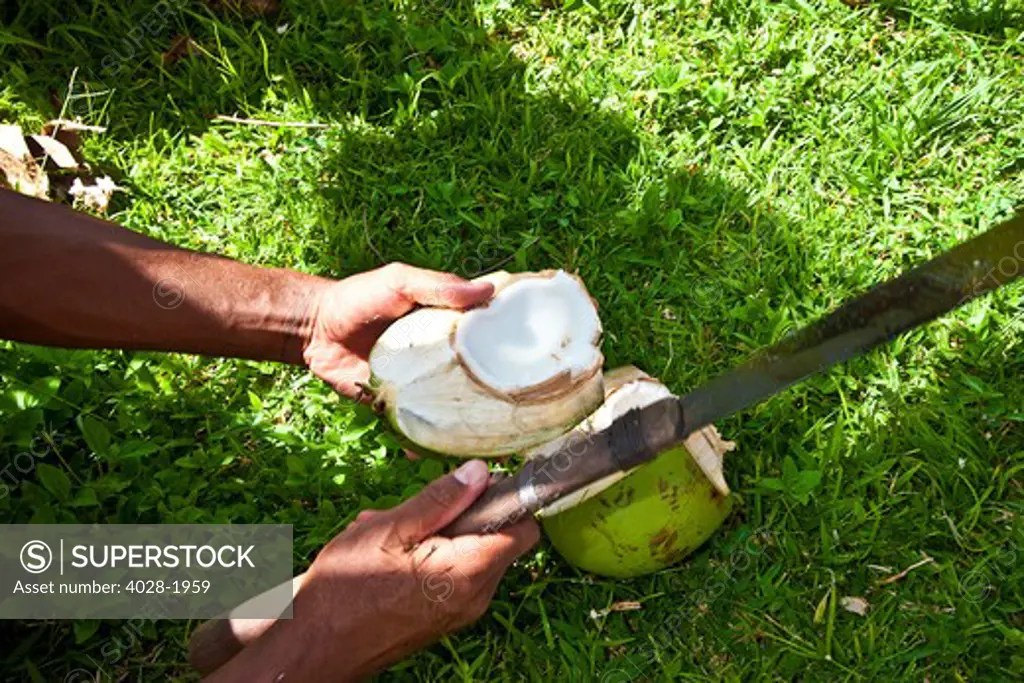 Fiji, Navua Coral Coast, Fijian man cutting open fresh coconuts with a