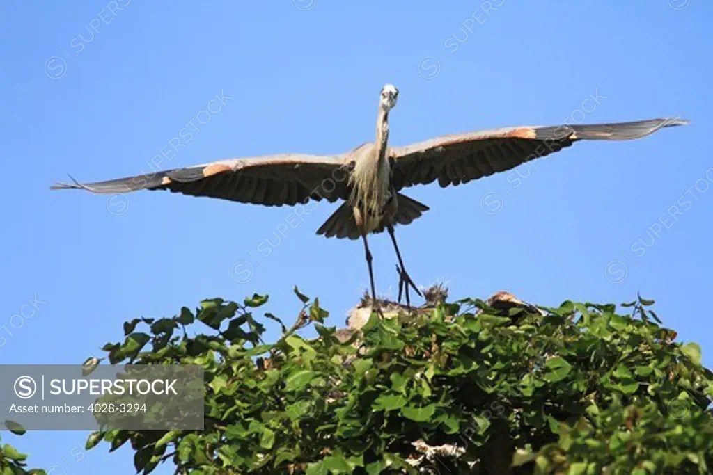 Sunset Aquatic Regional Park, Seal Beach, California, USA, Great Blue