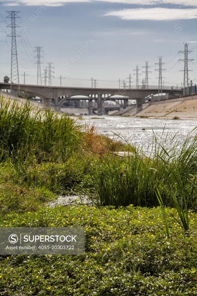 Plants growing on river bed of Los Angeles River near the Confluence
