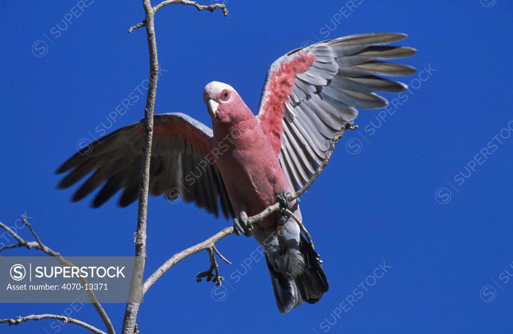 Galah cockatoo landing {Eolophus roseicapilla} Western Australia