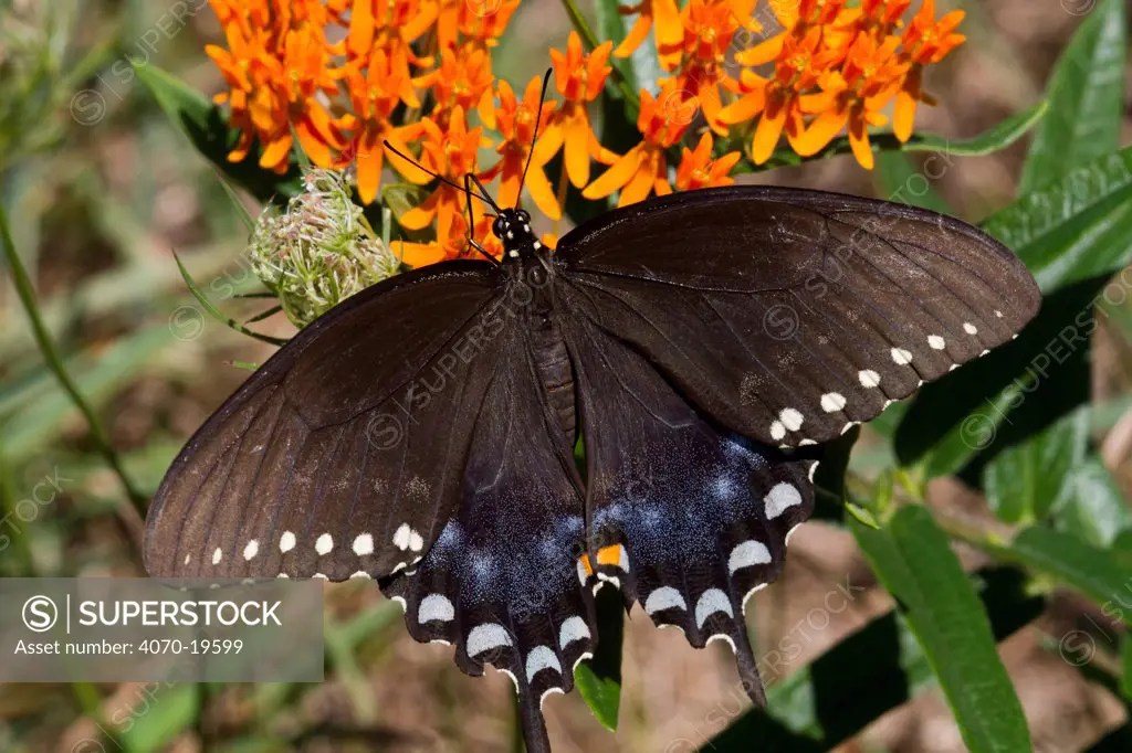 Spicebush swallowtail butterfly (Papilio troilus) feeding on Butterfly