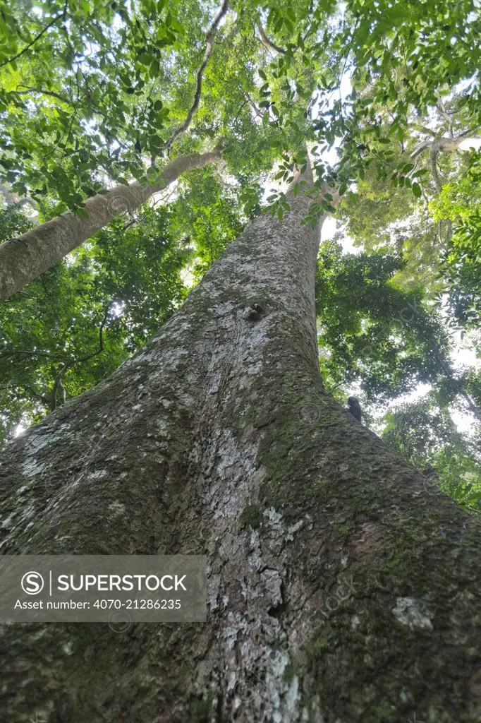 African Mahogany tree (Khaya anthotheca), Budongo Forest Reserve