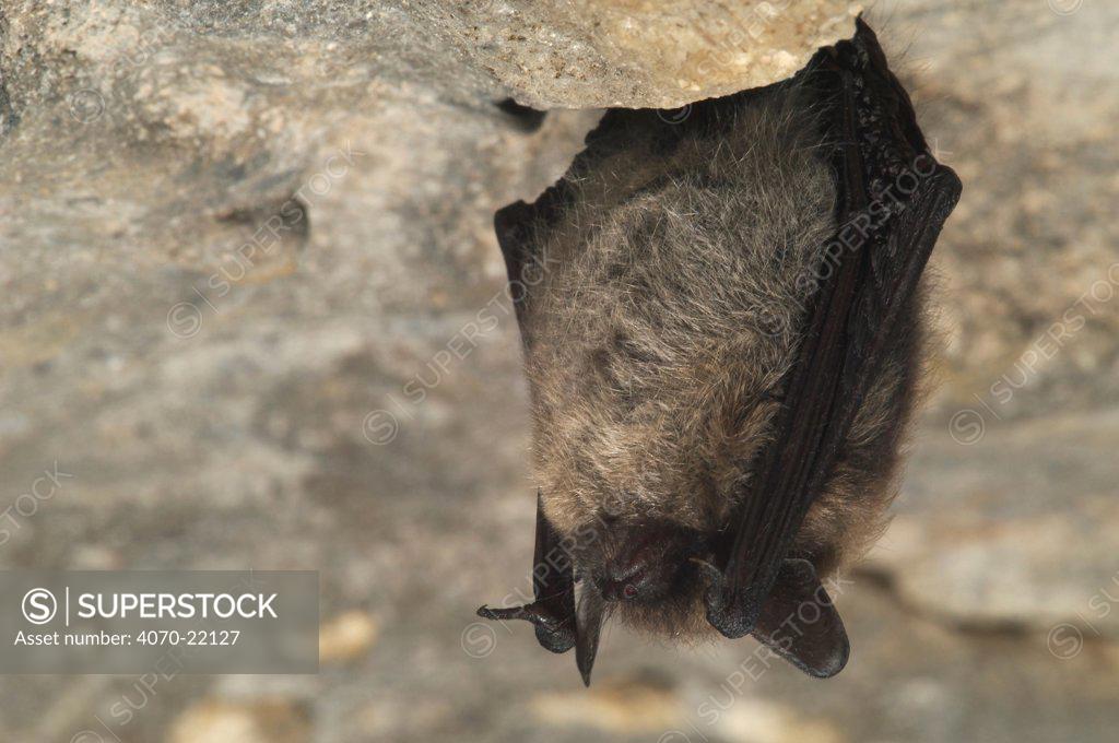 Whiskered bat hibernating in cave {Myotis mystacinus} Belgium SuperStock