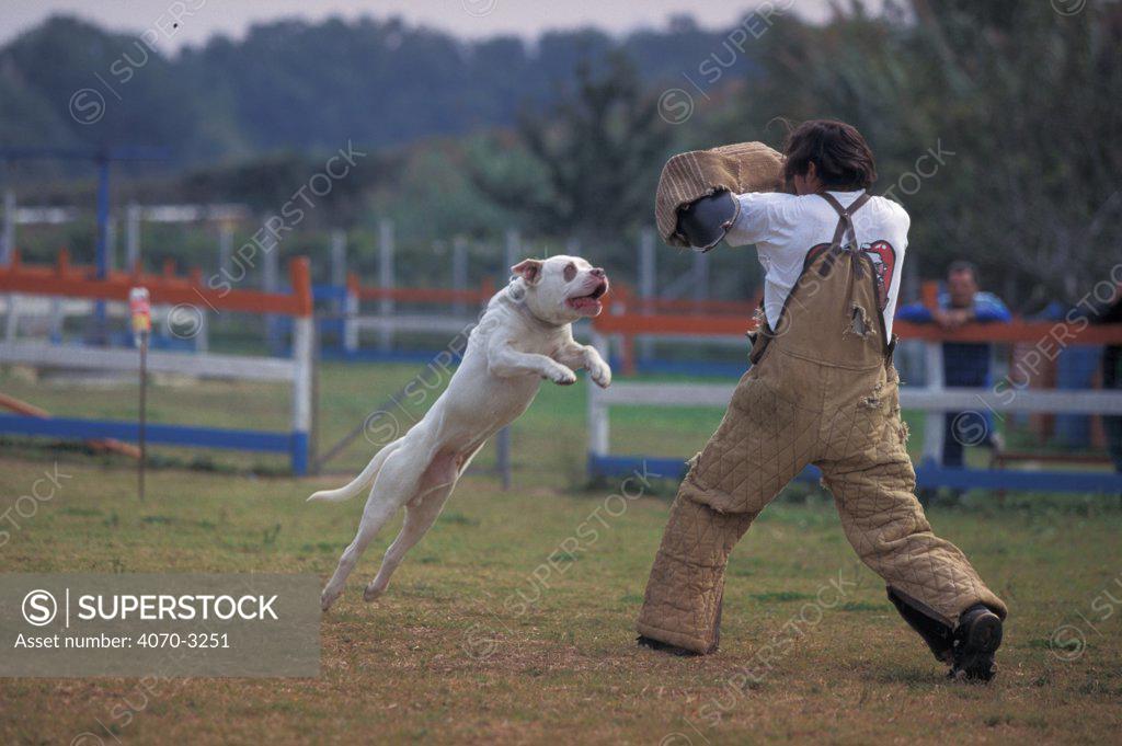 American bulldog leaping to attack man during aggression training. Man