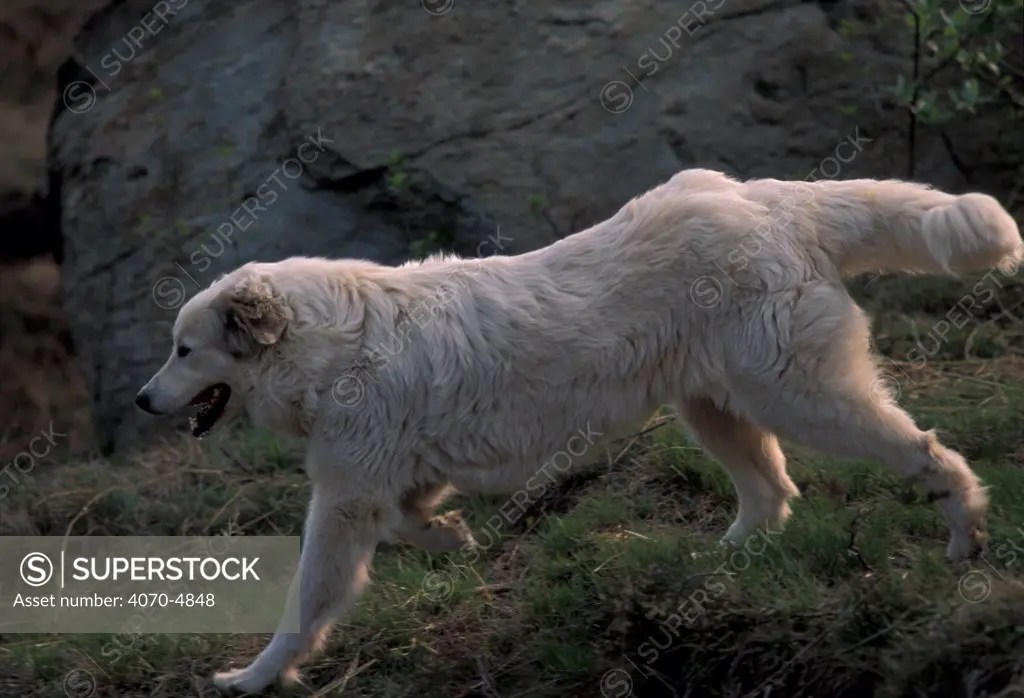 Domestic dog, Pyrenean Mountain Dog running downhill. SuperStock
