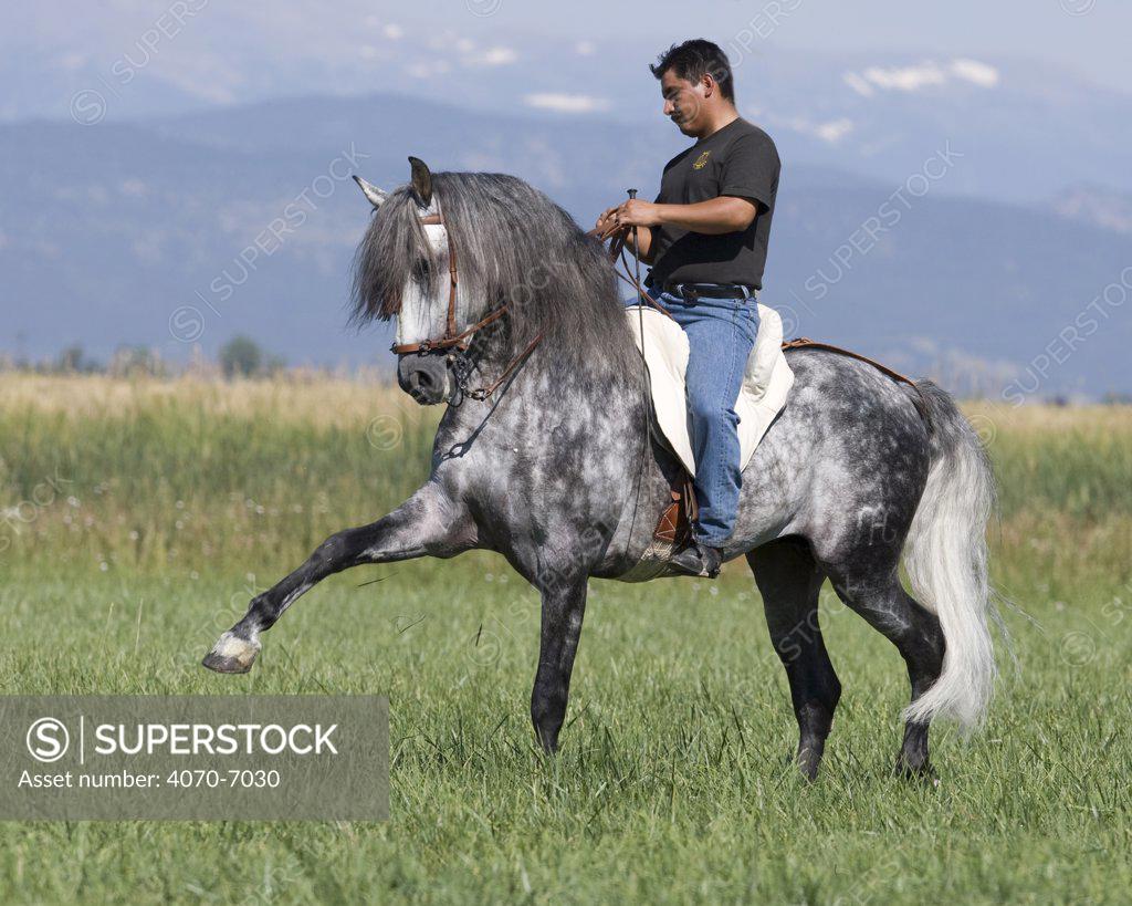 Man riding Grey Andalusian stallion practising Spanish walk dressage