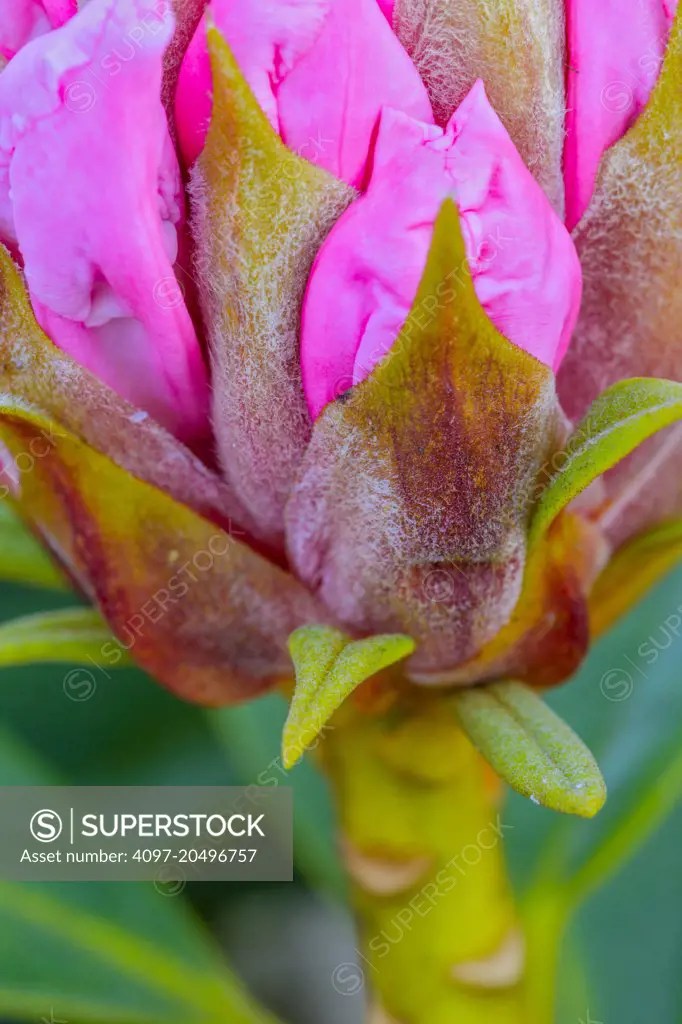 Rhododendron on Vancouver Island, Canada SuperStock