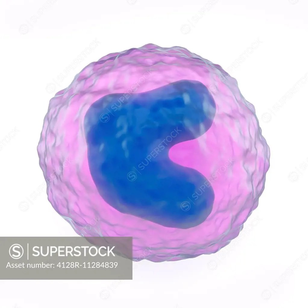 Monocyte white blood cell, computer artwork. Monocytes are the largest