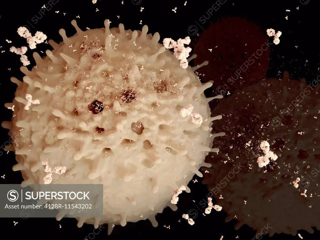 Plasma cell and antibodies, illustration. Plasma cells are mature B