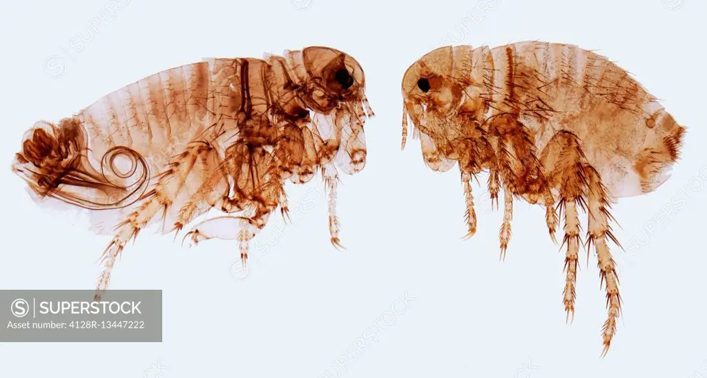 Human fleas. Light micrograph (LM) of a male (left) and female human