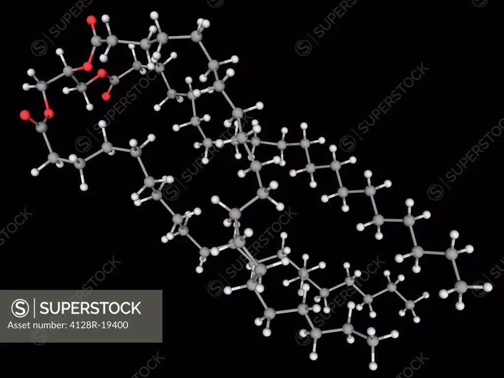 Triglyceride, molecular model. Organic compound formed by combining