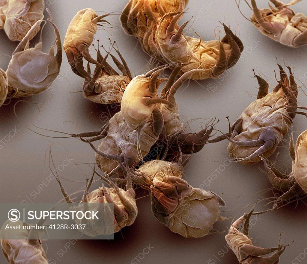 Sarcoptic mange mites, coloured scanning electron micrograph SEM. These burrowing mites cause