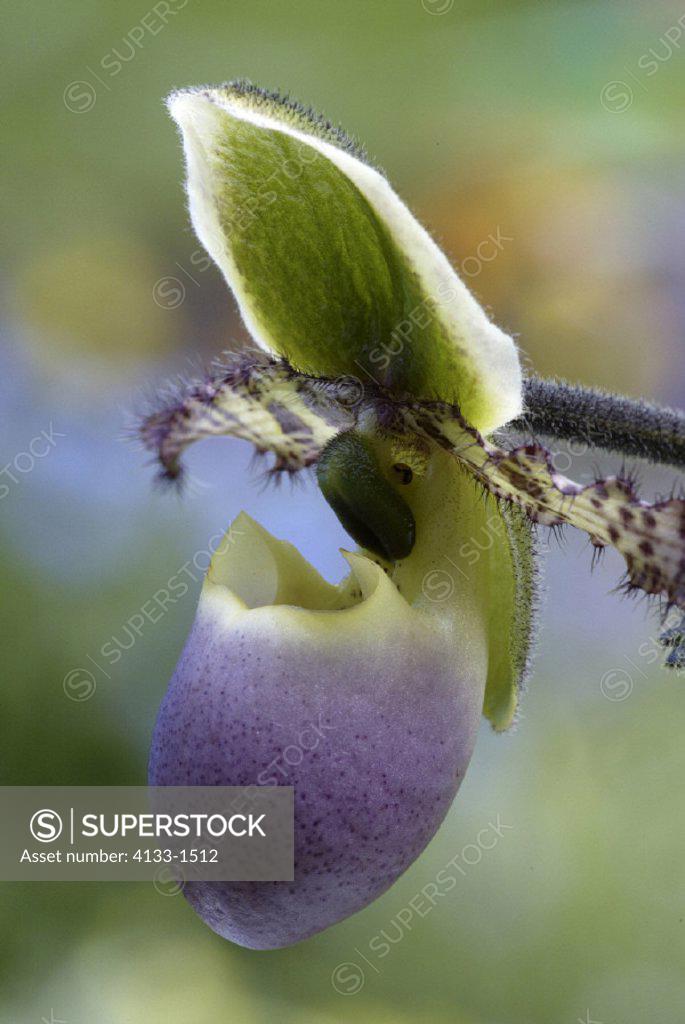 Orchid , Orchid Paphiopedilum , Paphiopedilum , Germany , Europe