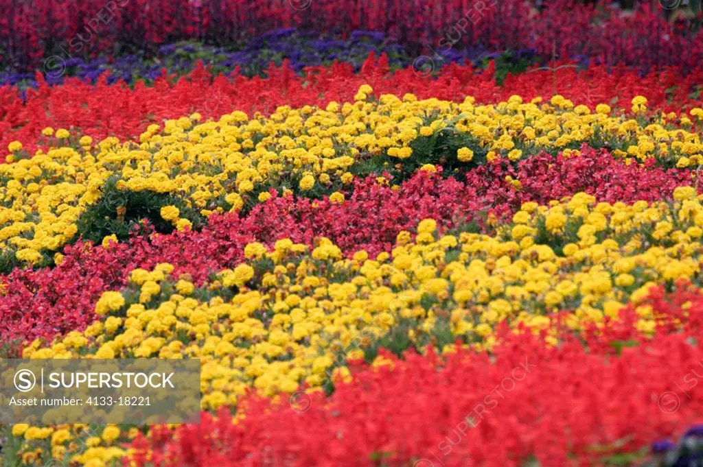 Planting different kind of summer flowers Germany Europe Marigold
