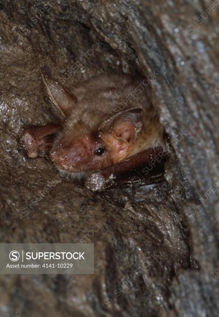 greater mouseeared bat myotis myotis roosting. spain SuperStock