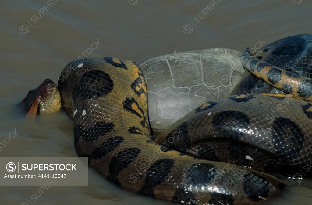 green anaconda eunectes murinus constricting river turtle prey llanos