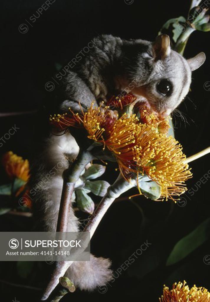 sugar glider petaurus breviceps on flower SuperStock