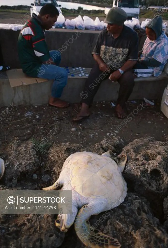 green turtle (live) at market vuna wharf, nuku'alofa, tongatapu, tonga
