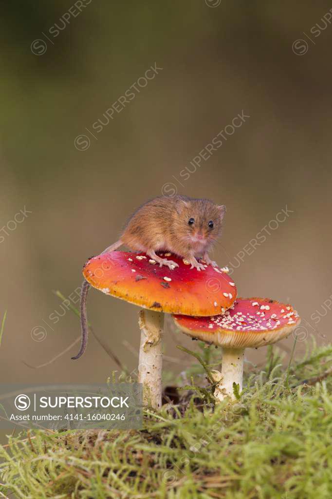 Harvest Mouse (Micromys minutus) adult standing on Fly Agaric (Amanita