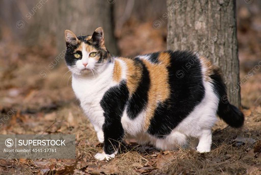 domestic cat fat female calico variety SuperStock