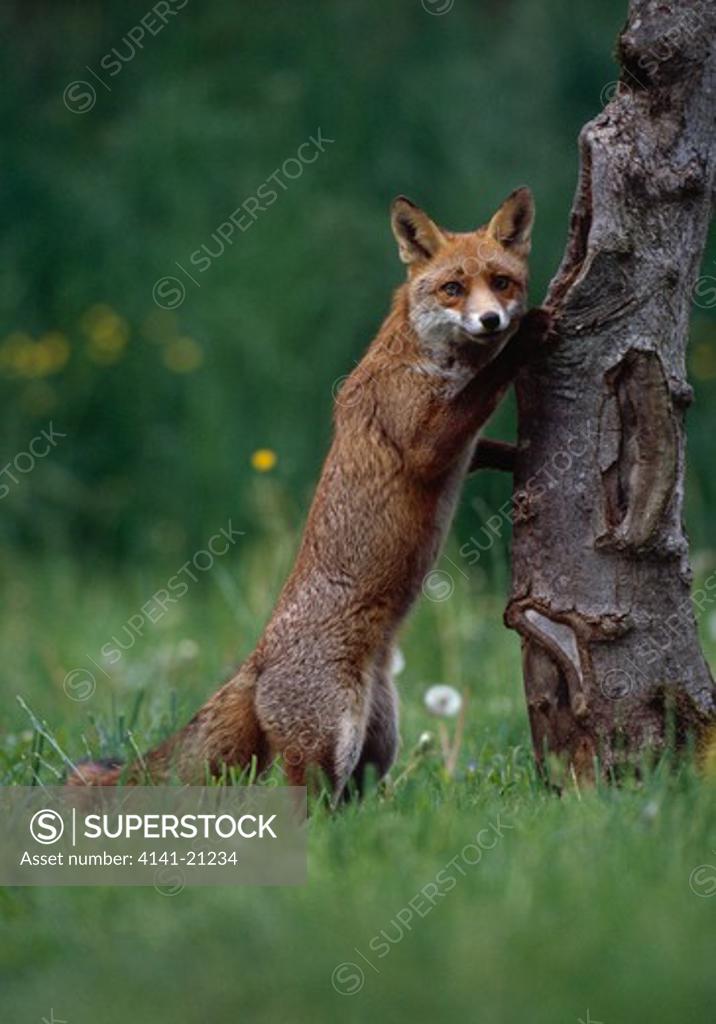 european red fox on hind legs vulpes vulpes at hollow tree Stock Photo