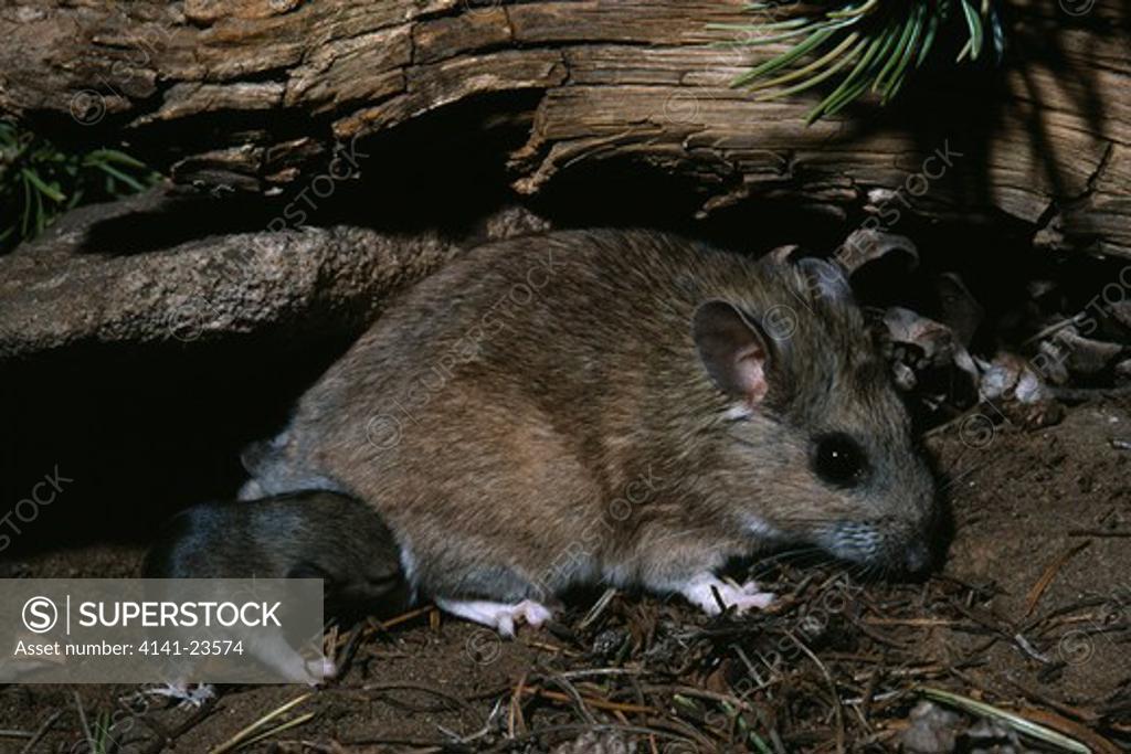 mexican woodrat (pack rat) neotoma mexicana with young. lake powell