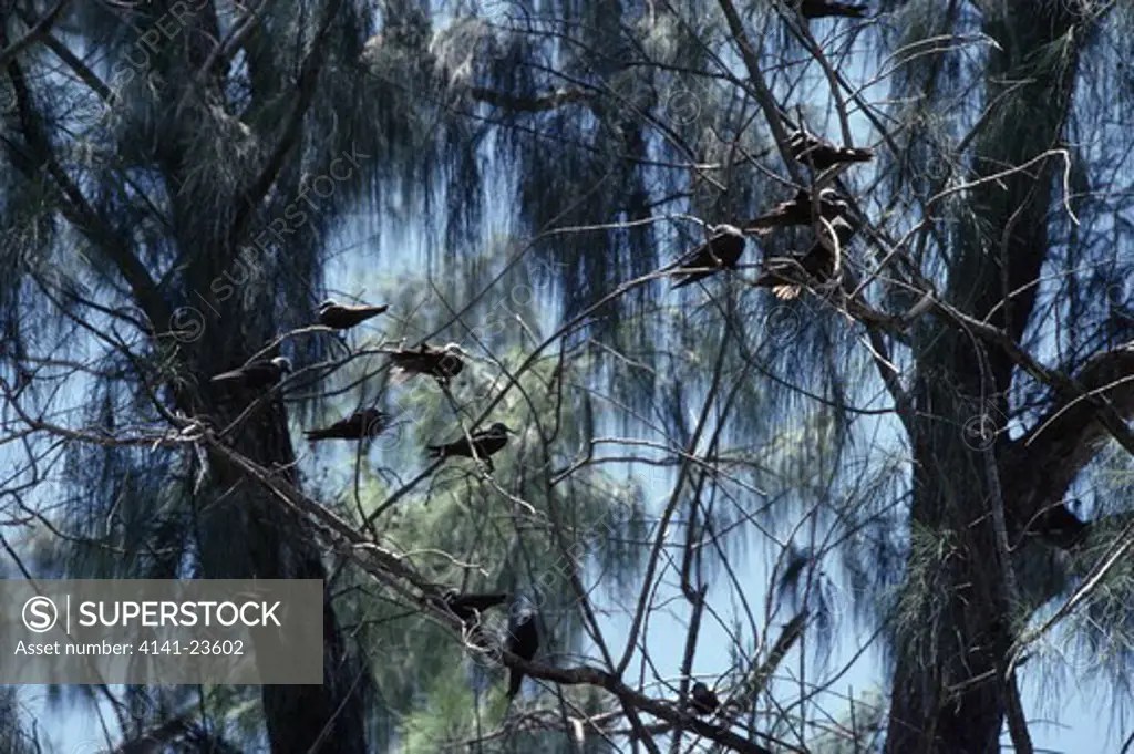 lesser noddy group anous tenuirostris cousin island, seychelles