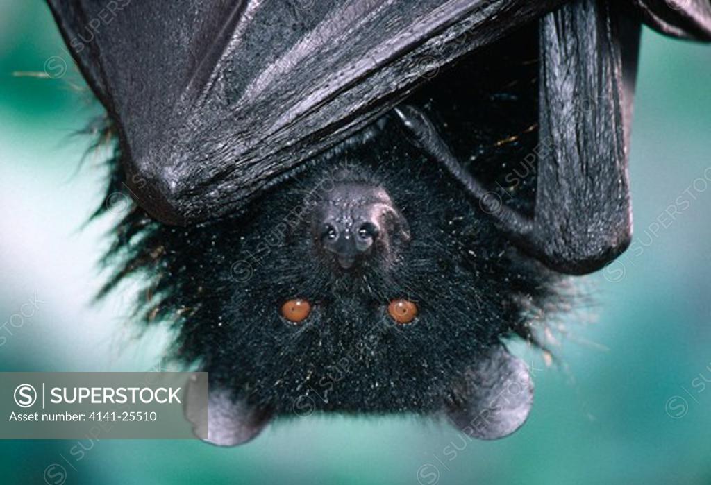 livingstone's fruit bat pteropus livingstonii comores islands indian