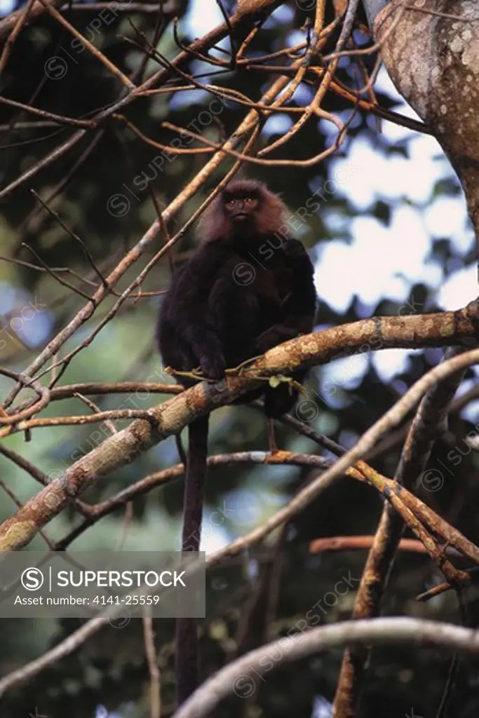 hooded black leaf monkey trachypithecus (semnopithecus) johnii sitting
