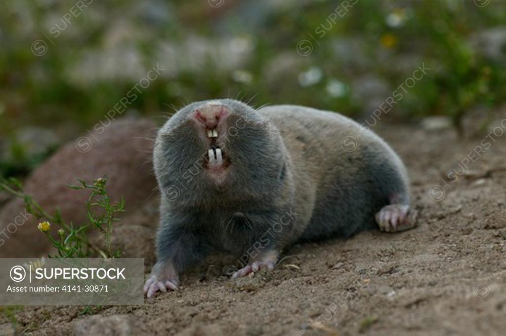 greater or blind mole rat spalax microphthalmus SuperStock