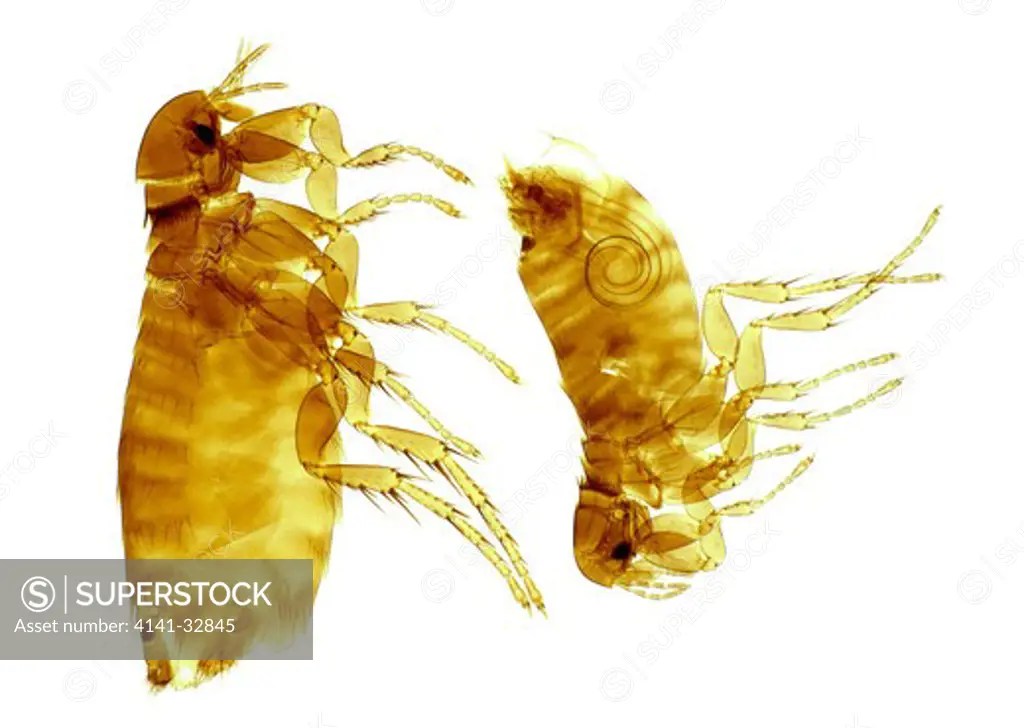 human fleas male and female pulex irritans SuperStock
