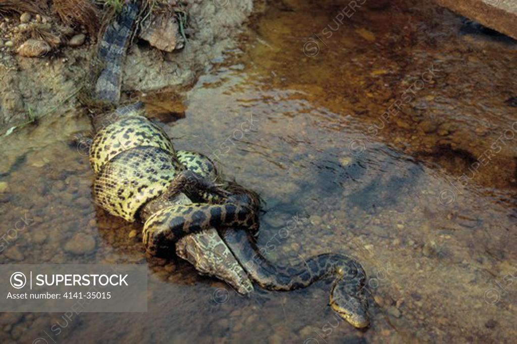 yellow anaconda constricting caiman eunectes notaeus brazil, south america SuperStock