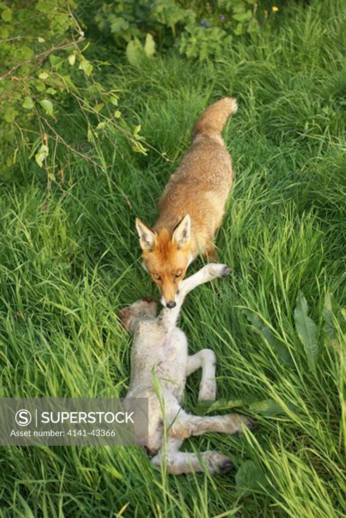 red fox feeding on dead lamb. vulpes vulpes england. may. date 23.10.
