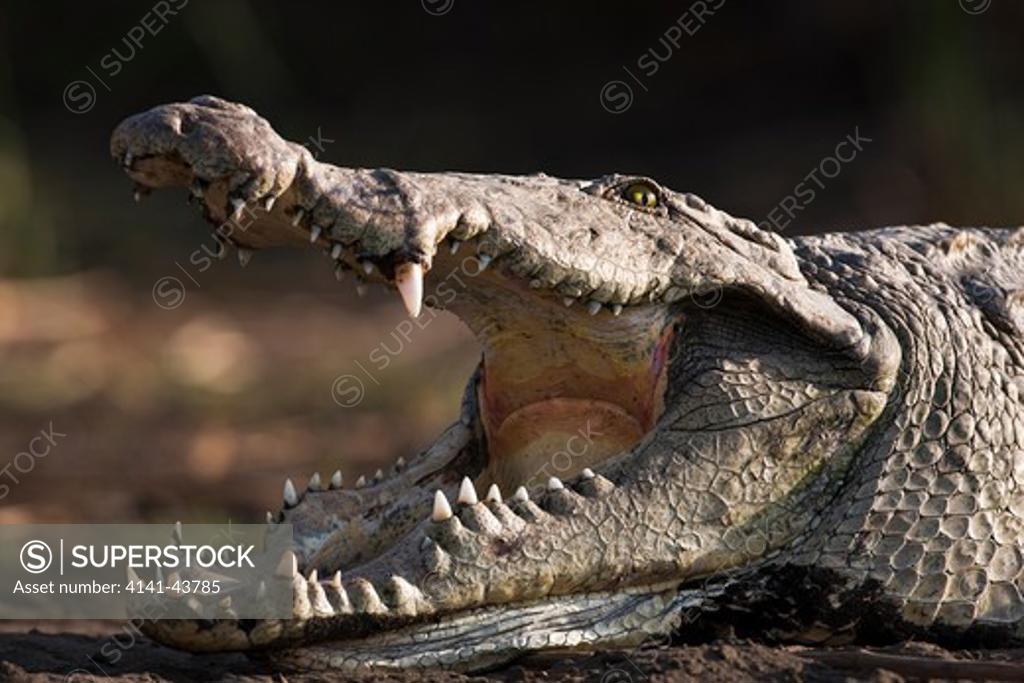 nile crocodile (crocodylus niloticus) on the shore with mouth wide open