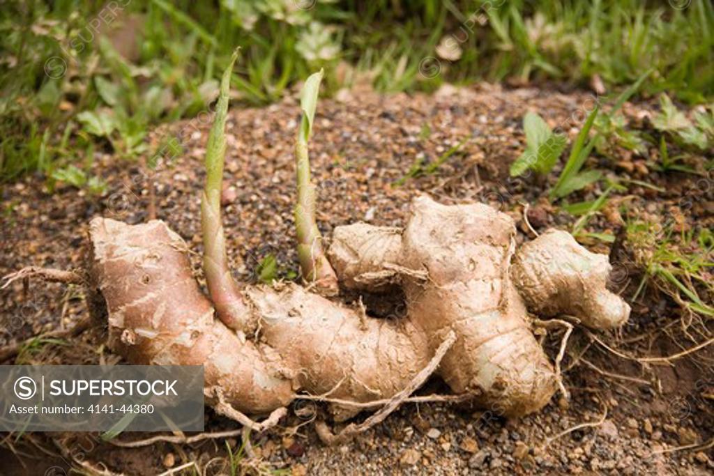 plant, kahili ginger (hedychium gardnerianum) root tubers of invasive