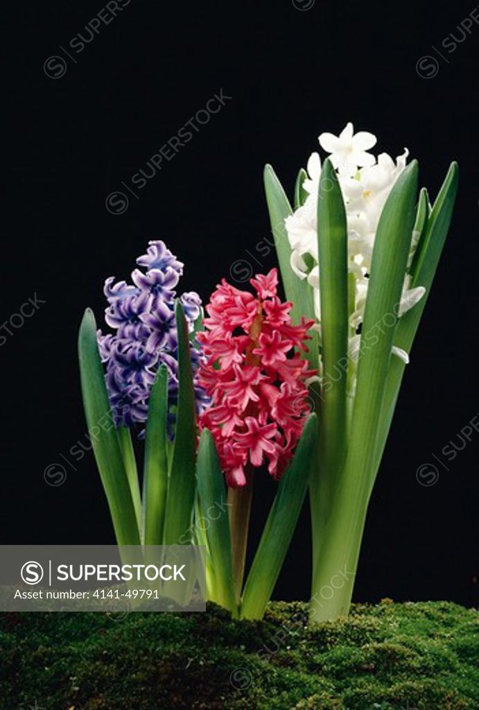 hyacinth growth, shown by time lapse photography, picture sequence no.3