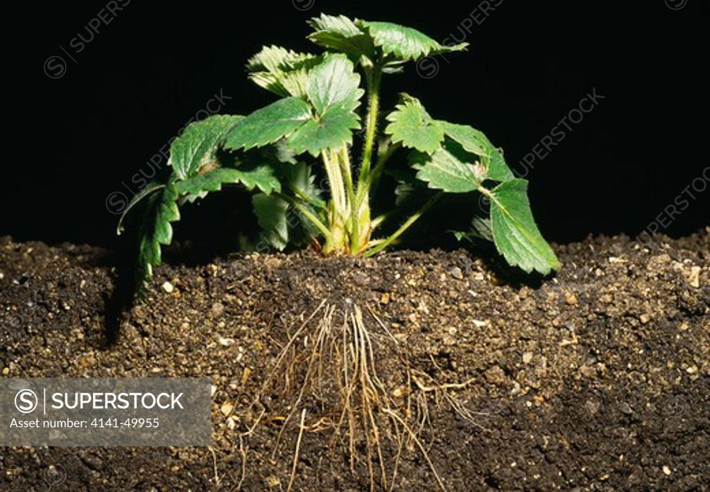 strawberry plant, with soil section showing root system
