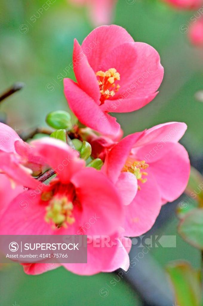 Group of flowering quince blossoms, Chaenomeles. Close up. Pink flowering plant with sharp