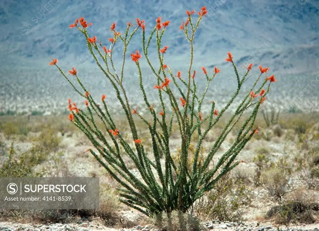 ocotillo in flower fouquieria splendens death valley, california, usa