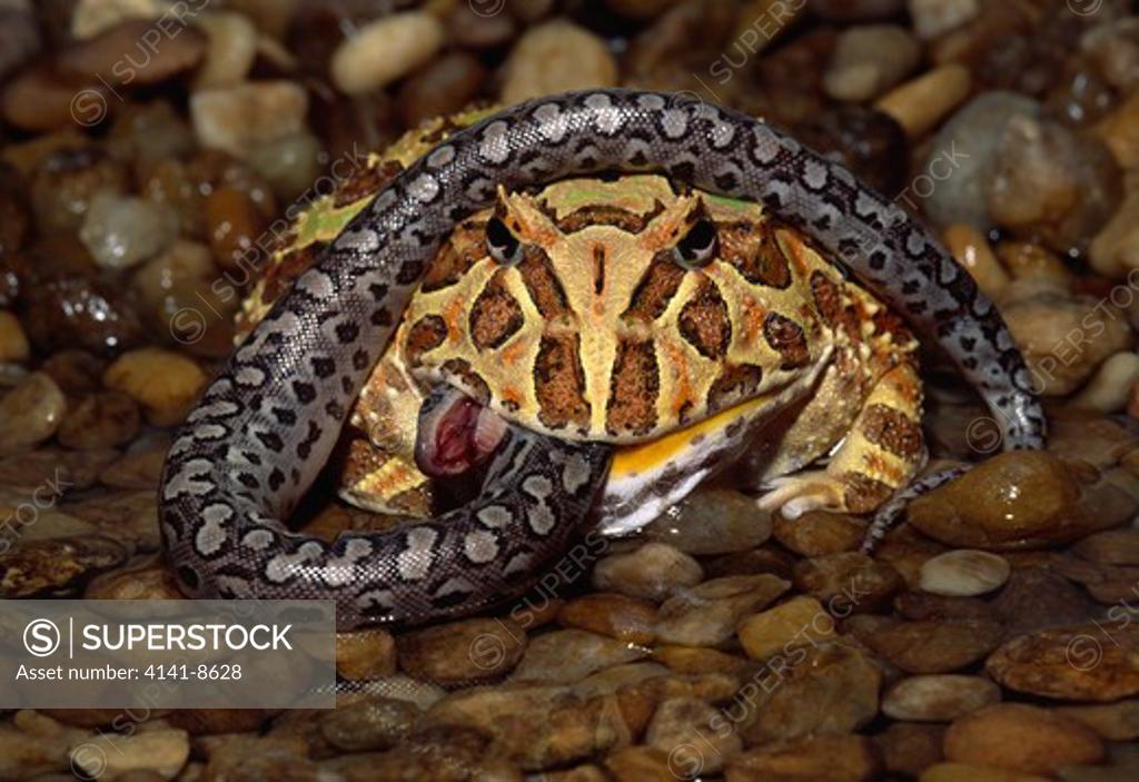 argentine horned frog subadult ceratophrys sp. eating young argentine rainbow boa. SuperStock