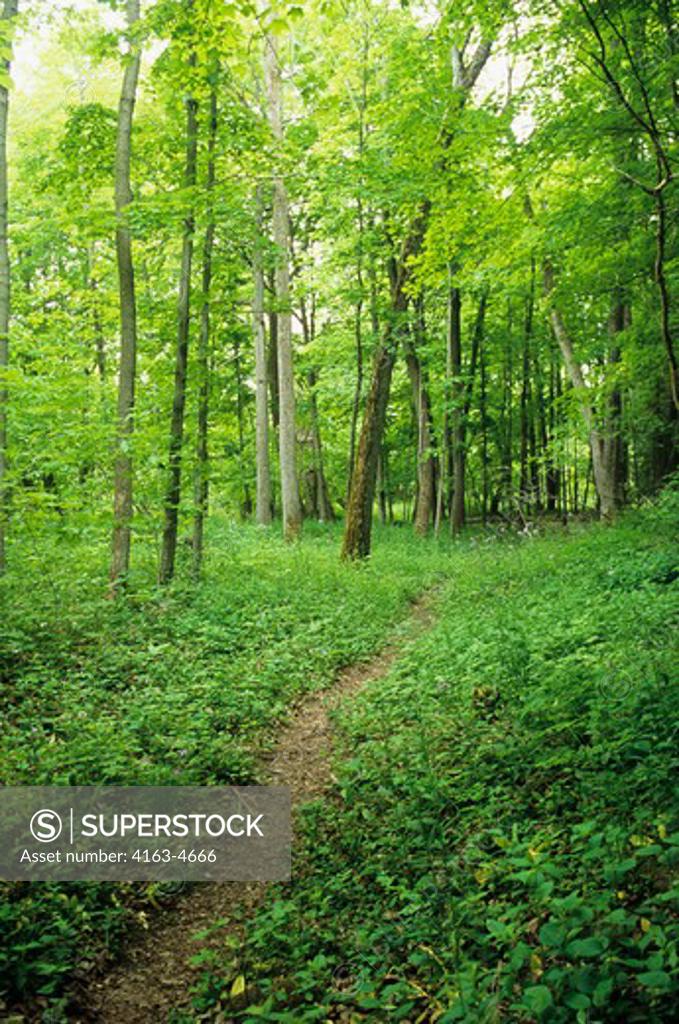 CANADA ONTARIO NEAR PARIS, DECIDUOUS FOREST, PATH, TRAIL SuperStock