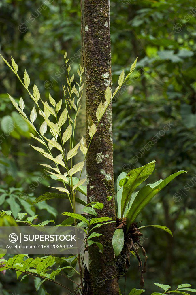 Epiphytes growing on a tree in the rainforest at the Maranon River in