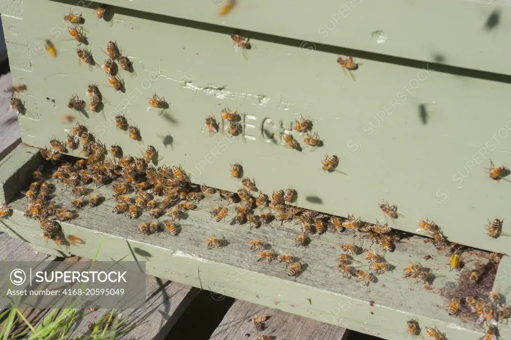 Honey bees at the entrance to a bee hive in the Carnation Valley near