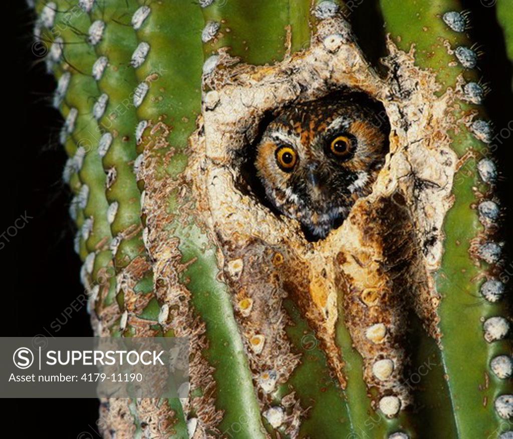 Elf Owl nesting in Cactus (Micrathene whitneyi) SuperStock