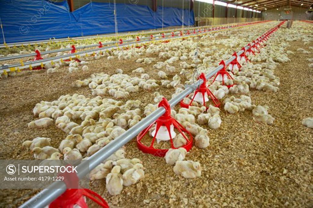 Poultry farm. Near Howick. KwaZulu Natal. South Africa SuperStock