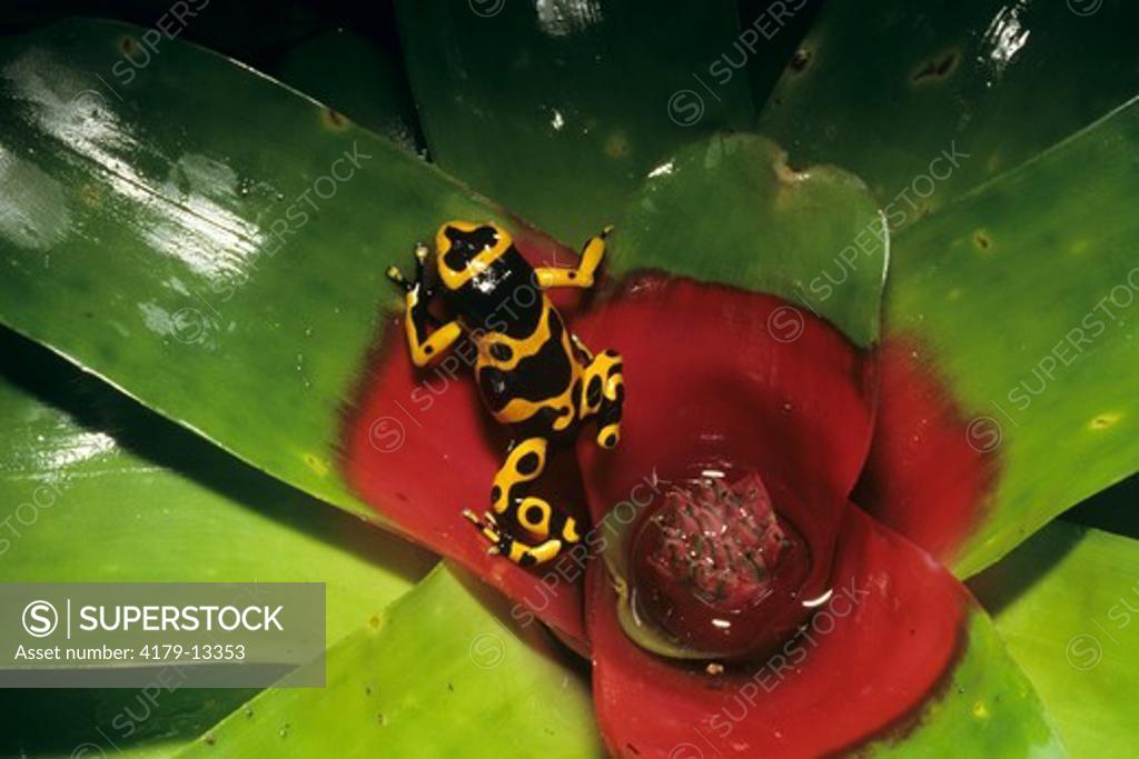 Marbled Poison Dart Frog (Dendrobates in Bromeliad, IC