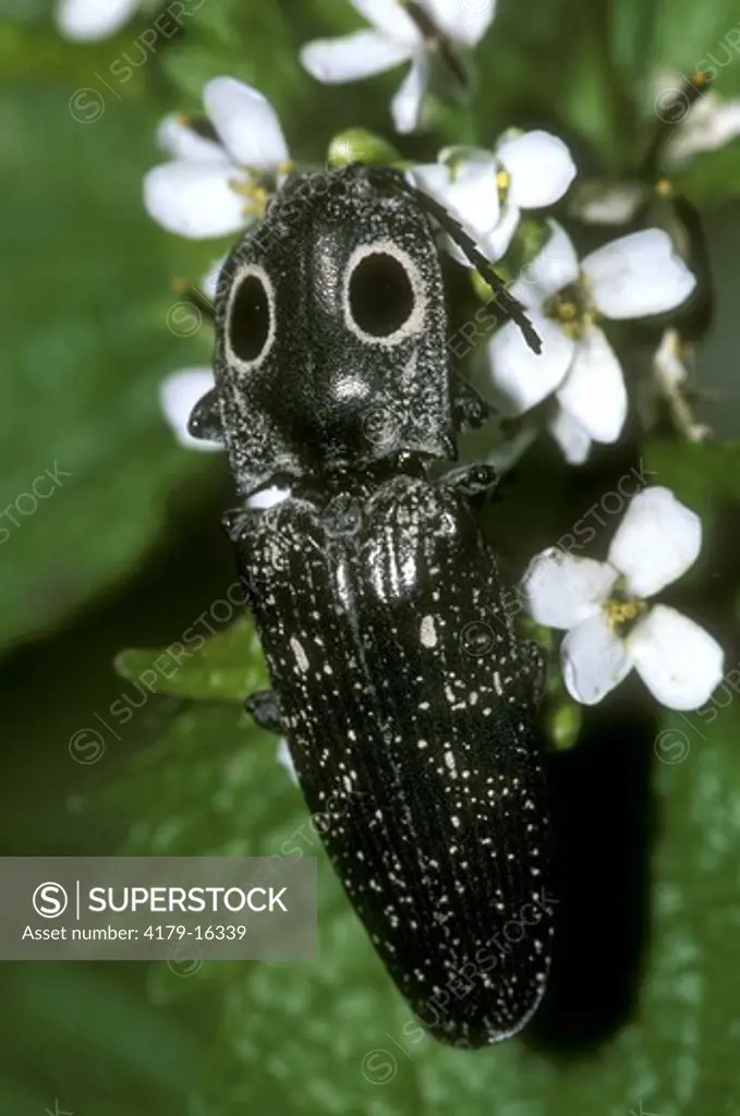 Eastern Eyed Click Beetle (Alaus oculatus) on Garlic Mustard New