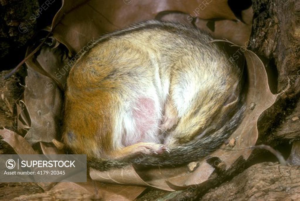 Eastern Chipmunk (Tamias striatus) Hibernating Stock Photo 417920345